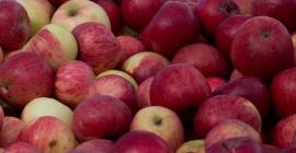 Compraríamos manzanas rojas ecológicas Idared, Jonaprince, jonathan u otras