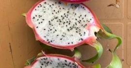 La pitahaya de alta calidad estará disponible en junio.