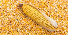 Agro cars LTD ofrece grano de maíz de buena