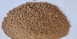 Semillas de mostaza blanca Precio FCA Osina Mała pureza