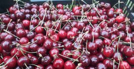 Cerezas de mayo directamente del huerto. Son cerezas tempranas,