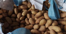 Venta de Patatas Mondial Big Bag de 40-60 mm