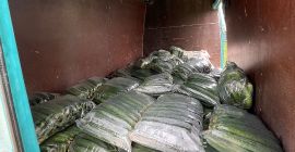 Petrich, vendo pepinos, tomates, etc.