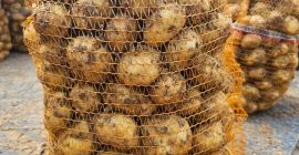 Hola, tengo grandes cantidades de patatas nuevas, contáctame si
