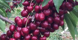 Estamos entusiasmados de ofrecer cerezas y manzanas de primera