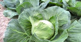 Venderé repollo tierno. De 1,5 a 3 kg. Cantidades