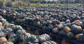 Calabazas tunecinas premium: excelencia exportadora en todo el mundo