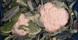 Venderé coliflor en grandes cantidades. Calibre 6/8 piezas [teléfono]
