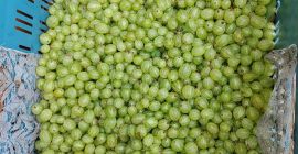 Venderé grosellas de la variedad Puszkinski, en cantidades de