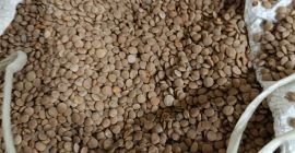 Vendo sorgo blanco, pureza 98%, humedad hasta 14,5%, embalaje