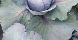 Venderé col lombarda tierna 1+ e italiana 1+ tel