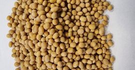Oferta de soja forrajera Precio oferta negociable por 200