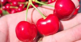Cerezas de tamaño grande y mediano procedentes de la