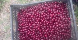 Compraré cualquier cantidad de cerezas frescas. Tel. [Teléfono]