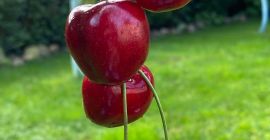 Oficialmente a partir del 06.08.2024 comenzaremos a cosechar cerezas
