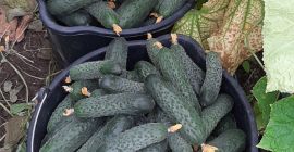 Estimados clientes: Nos gustaría anunciarles que vendemos pepinos, tomates