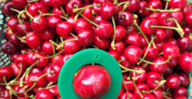 Vendo bagre cereza grande