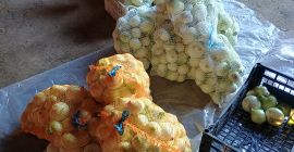 Vendo cebolla tierna, pelada blanca, calibre 5+ lavada