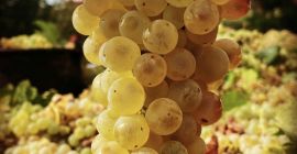 Uvas de vino blanco ecológicas certificadas - IGP Lazio,