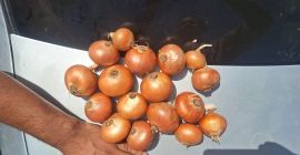 cebolla fresca dorada Código HS 070310 25Kg\bolsa