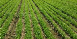 Soy productor de ENELDO, ENELDO, perejil, cebollino y apio,