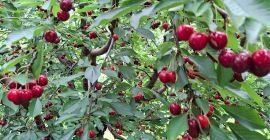 CEREZAS - Las cerezas se venden con agitación planificada