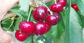 Cerezas (Sweet Heart, Regina, Cerezas (Sweet Heart, Regina, Cartilage Cherry, Kordina, Skeena) Si