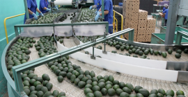 Ofrecemos aguacate calibre 14-20 a $2300 / Tonelada Métrica
