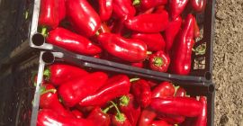 Suministramos pimientos capia frescos, jalapeños y pepinillos para uso