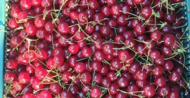 Cereza polaca. Directamente del agricultor, precio negociable.