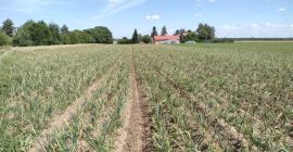 Venderé ajo de la cosecha 2024 de la variedad