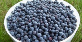 Venta de arándanos de montaña recién recogidos. Entrego en