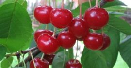 ¡Estoy vendiendo cerezas! ¡Apto para compota, mermelada o tarta!