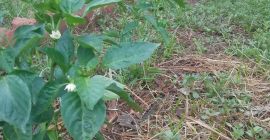 Vendemos pimiento verde recién cosechado.