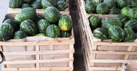 Vender sandía de productos de calidad de Albania... Estoy