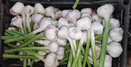 Venderé ajo de invierno de la variedad española Lubasz.