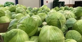 Ofrecemos repollo blanco a la venta, tanto para consumo