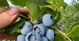Hola, tenemos una gran cantidad de Arándanos, si estás