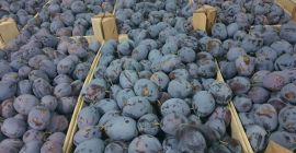 Los frutos de ciruela son grandes, hermosos y de