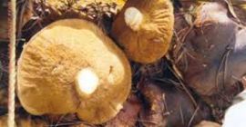 Vendemos de cosecha propia setas silvestres tipo: Boletus secos