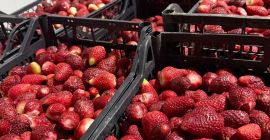 Tenemos disponibles 60 toneladas de fresas para la venta,