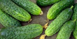 Pepinillos cultivados en el campo, de varios tamaños, desde