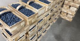 Arándano envasado de 3 Arándano envasado de 3 kg en cajas de madera.