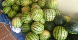 Se vende cosecha de sandía por kg o por