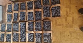 Venderé arándanos de mi pequeña plantación en cajas de
