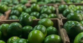 Hola y bienvenido. Ofrezco limas colombianas frescas calibre 48