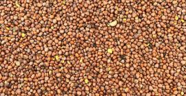 Pureza de la semilla de rábano aceite 99% germinación