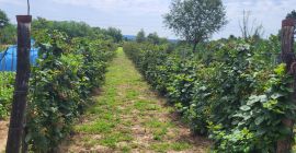 Moras disponibles después del 15 de julio