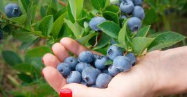 Nos especializamos en producir y suministrar arándanos frescos de