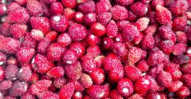 Venta de fresas silvestres congeladas. País de origen Polonia.